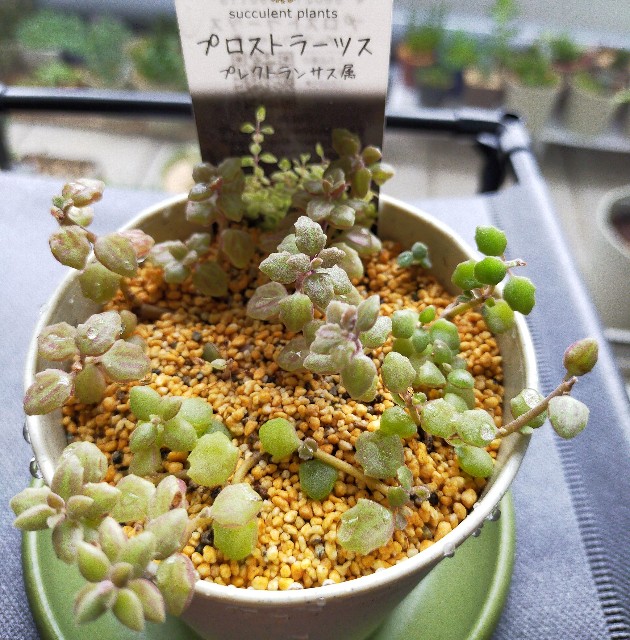 f:id:corohako:20200910112341j:image
