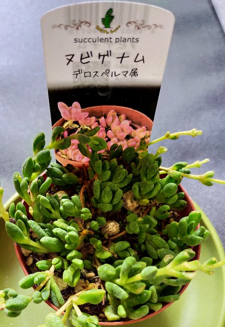 【keibasu0610】多肉植物ヌビゲナム①〜⑥ まとめて６個 🌵多肉植物 植え替え作業⑤ヌビゲナム他🌵 - コロの箱庭