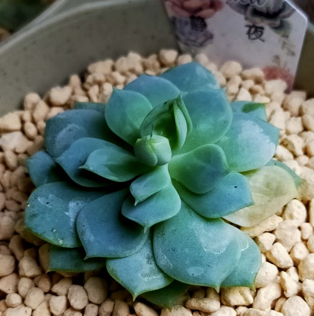 多肉植物 静夜の中心がおかしい コロの箱庭