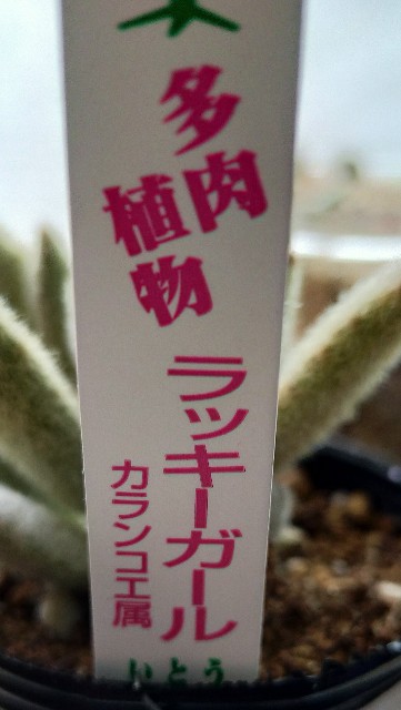 f:id:corohako:20200929171412j:image