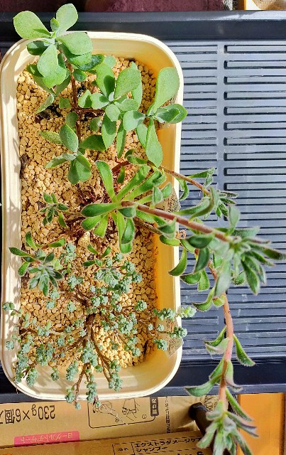 f:id:corohako:20201008170845j:image