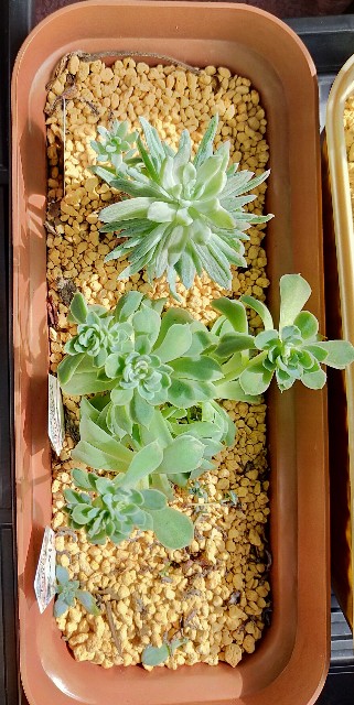 f:id:corohako:20201008170903j:image