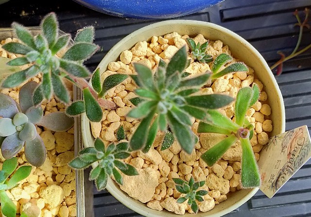 f:id:corohako:20201008171020j:image