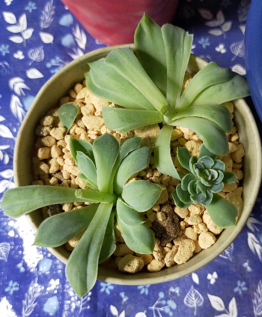 f:id:corohako:20201008171224j:image