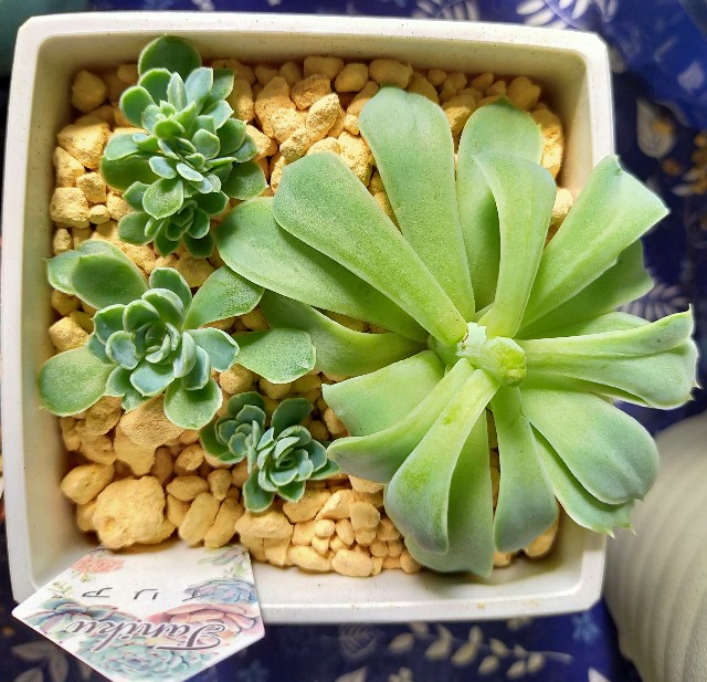 f:id:corohako:20201008171243j:image