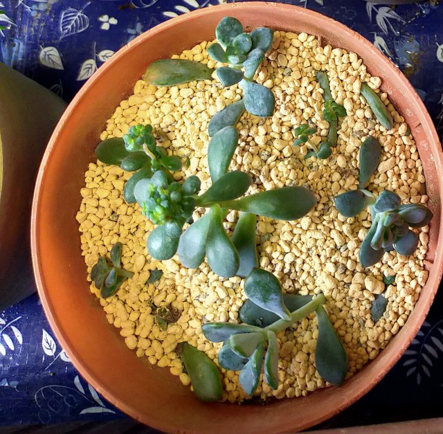 f:id:corohako:20201008171353j:image