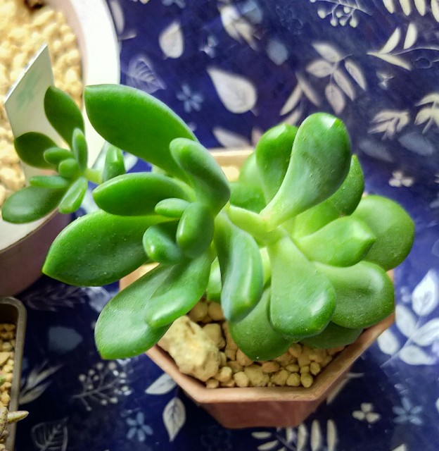 f:id:corohako:20201011190110j:image