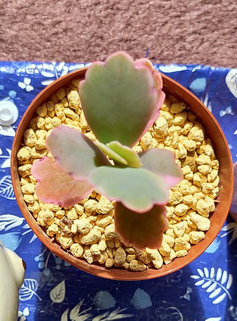 f:id:corohako:20201013171541j:image