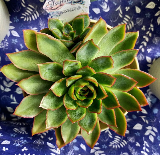 f:id:corohako:20201014230538j:image f:id:corohako:20201014230538j:image