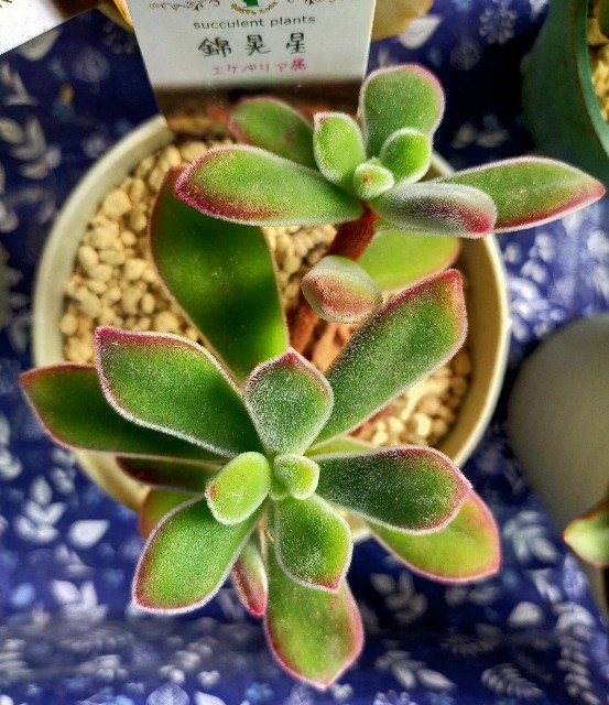 f:id:corohako:20201014230629j:image f:id:corohako:20201014230629j:image