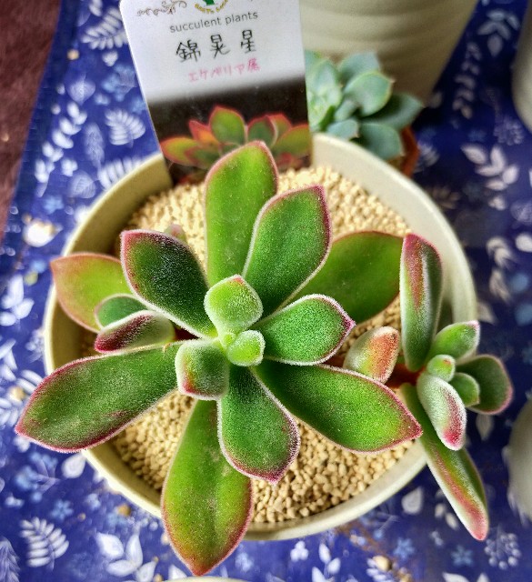 f:id:corohako:20201014230637j:image f:id:corohako:20201014230637j:image