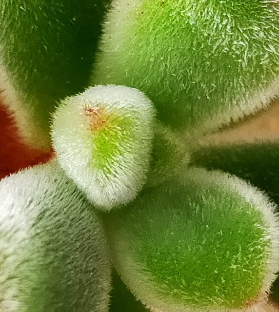 f:id:corohako:20201014230644j:image f:id:corohako:20201014230644j:image