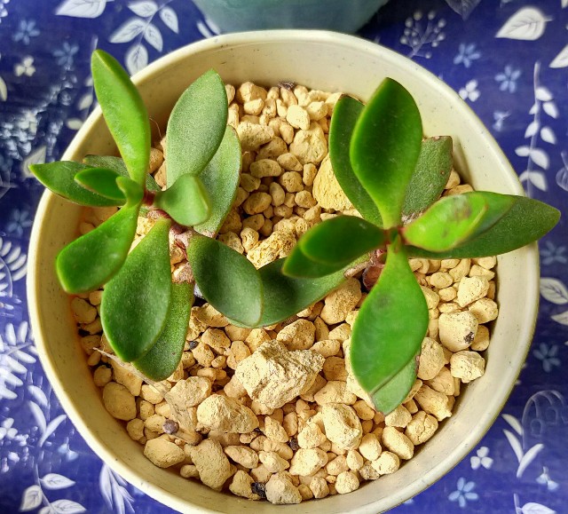 f:id:corohako:20201014230653j:image f:id:corohako:20201014230653j:image