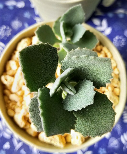 f:id:corohako:20201014230734j:image f:id:corohako:20201014230734j:image