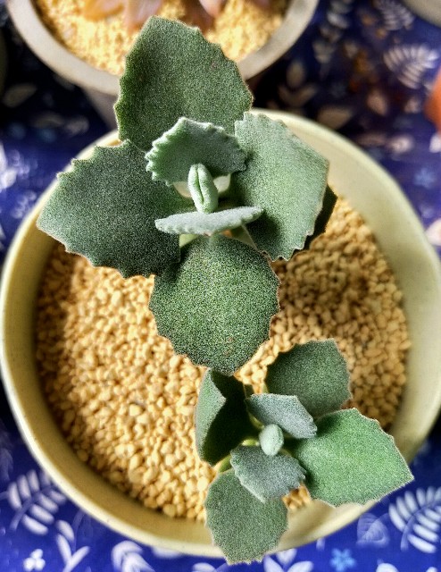 f:id:corohako:20201014230743j:image f:id:corohako:20201014230743j:image