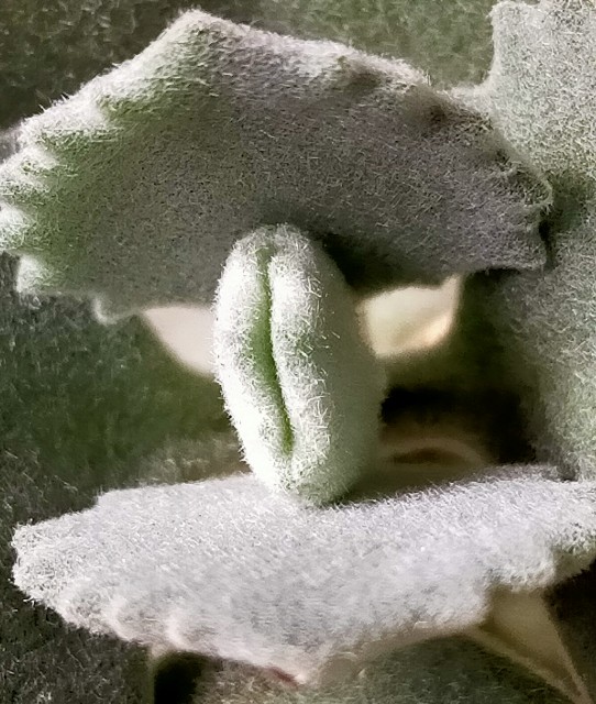 f:id:corohako:20201014230758j:image f:id:corohako:20201014230758j:image