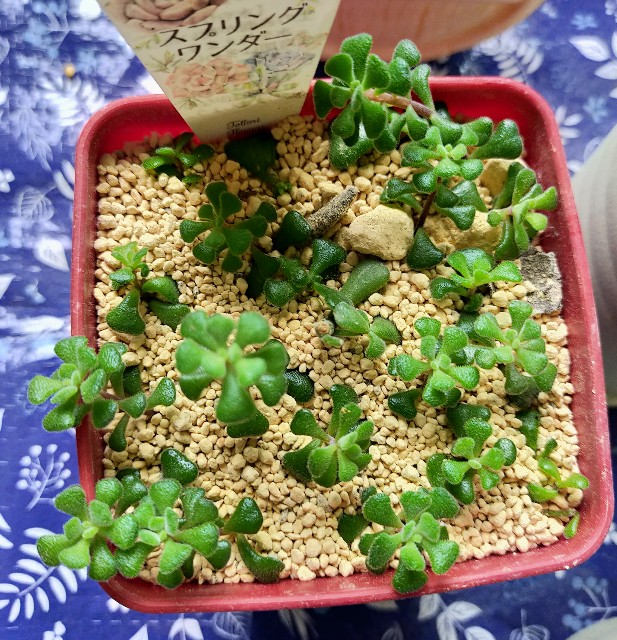 f:id:corohako:20201020171349j:image