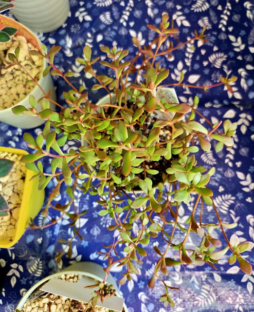 f:id:corohako:20201021191002j:image f:id:corohako:20201021191002j:image