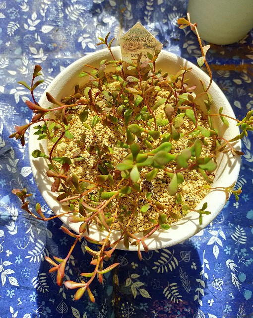 f:id:corohako:20201021191011j:image f:id:corohako:20201021191011j:image