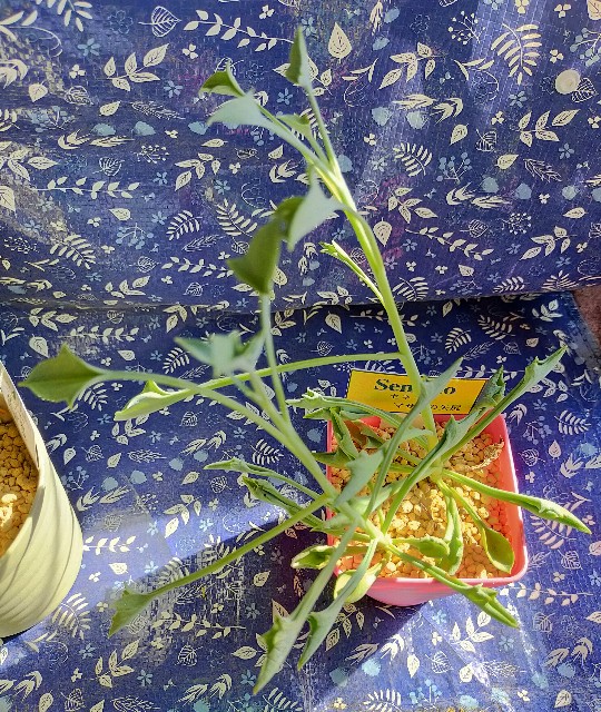 f:id:corohako:20201021191046j:image f:id:corohako:20201021191046j:image
