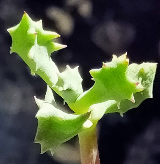 f:id:corohako:20201021191214j:image f:id:corohako:20201021191214j:image