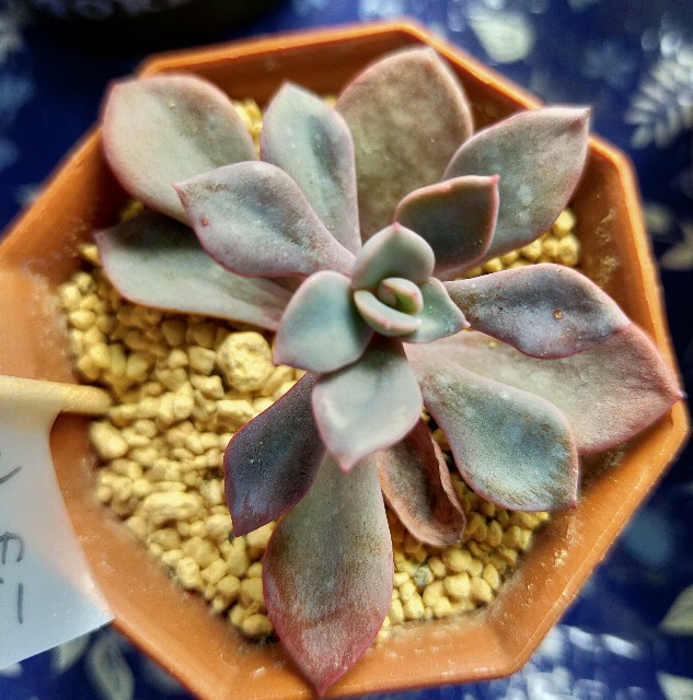 f:id:corohako:20201022144718j:image