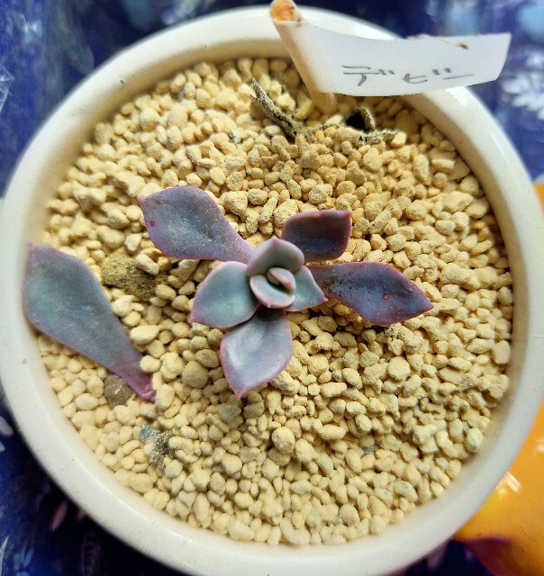 f:id:corohako:20201022144736j:image