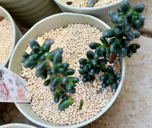f:id:corohako:20201028133145j:image