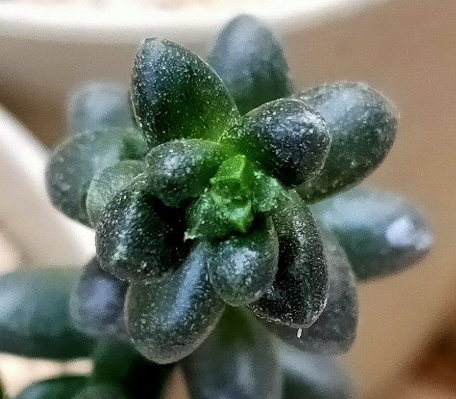 f:id:corohako:20201028133151j:image