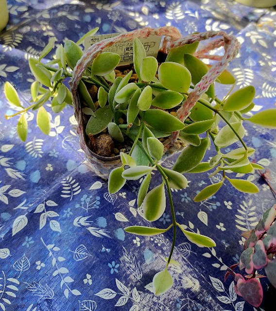 f:id:corohako:20201029135107j:image