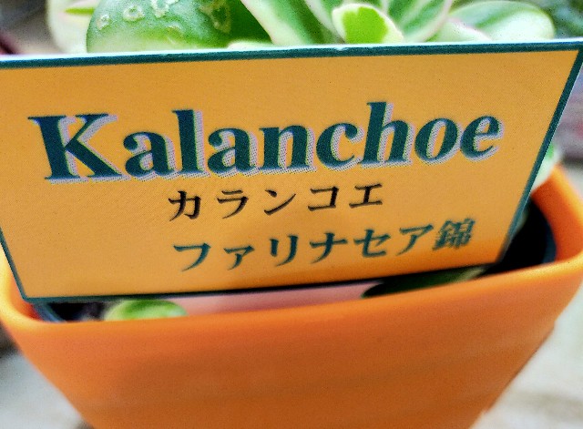 f:id:corohako:20201106160615j:image