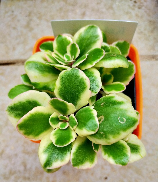 f:id:corohako:20201106160800j:image