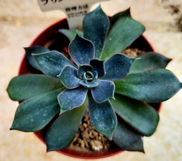 f:id:corohako:20201109170755j:image