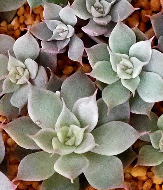 f:id:corohako:20201111162054j:image