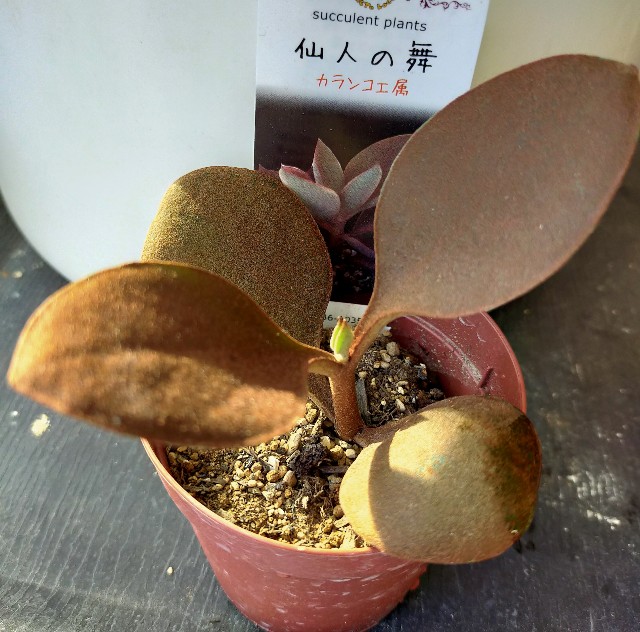 f:id:corohako:20201115145351j:image f:id:corohako:20201115145351j:image