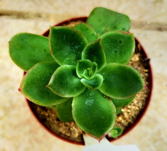 f:id:corohako:20201119220018j:image