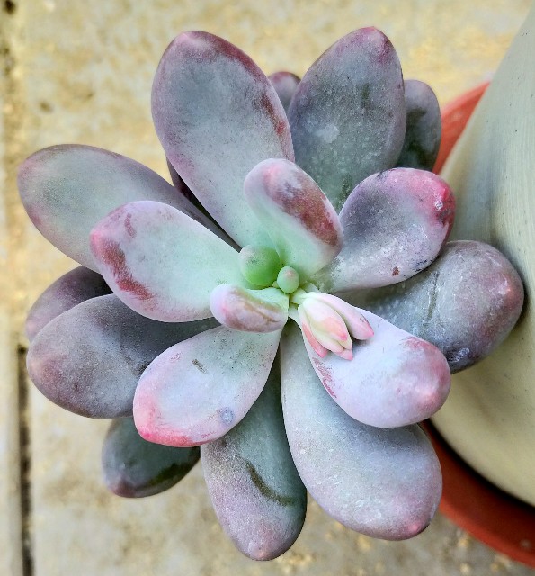 f:id:corohako:20201125164117j:image