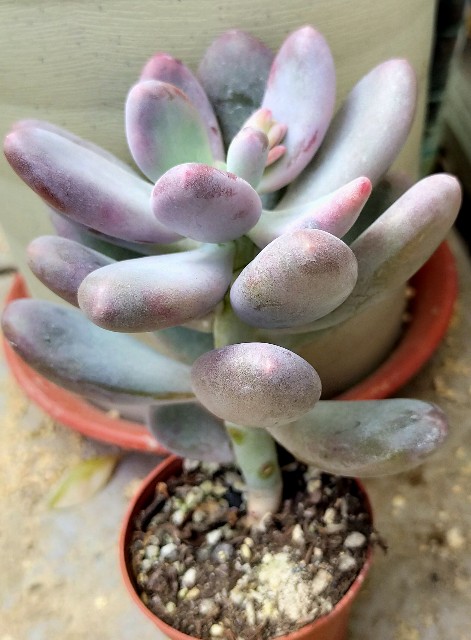 f:id:corohako:20201125164127j:image