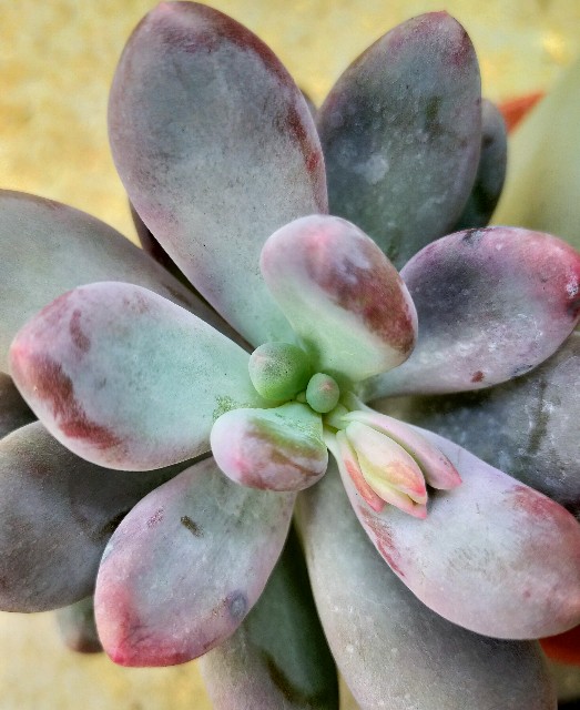 f:id:corohako:20201125164136j:image