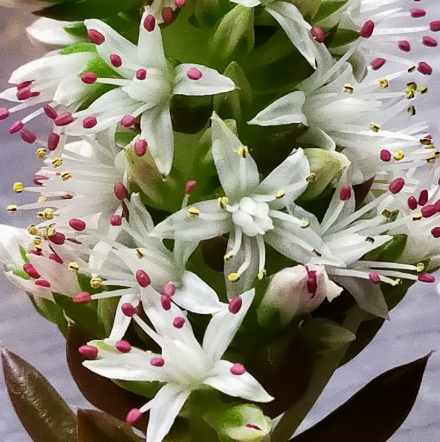 f:id:corohako:20201202102140j:image