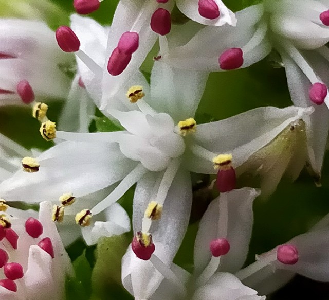 f:id:corohako:20201202102147j:image