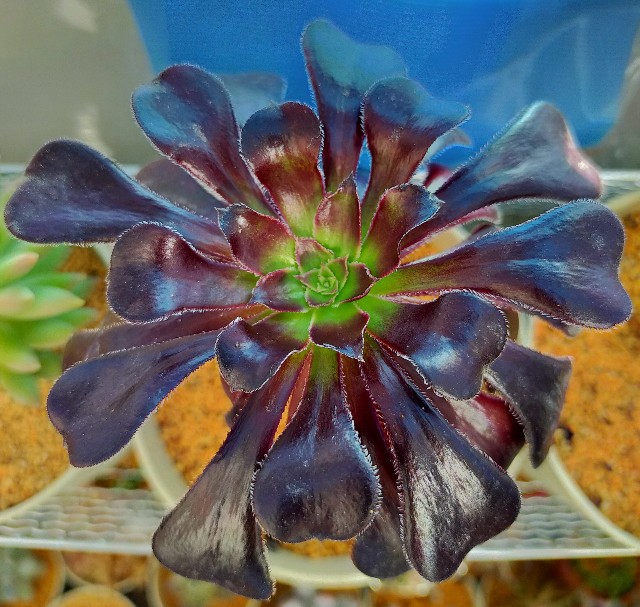 f:id:corohako:20201202102231j:image