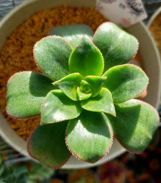 f:id:corohako:20201202102239j:image