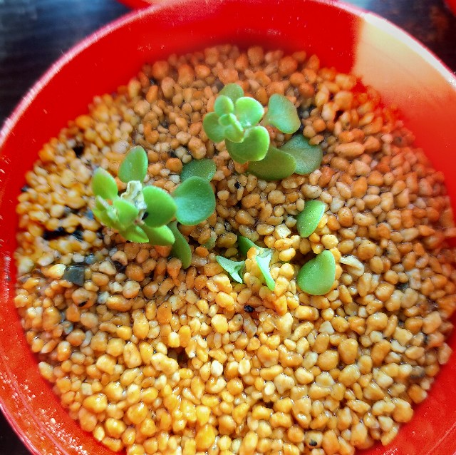 f:id:corohako:20201202102351j:image f:id:corohako:20201202102351j:image