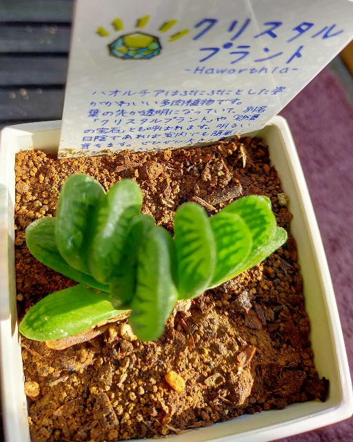 f:id:corohako:20201207153221j:image f:id:corohako:20201207153221j:image