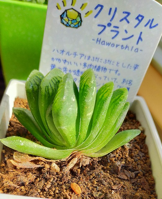 多肉植物 植え替え作業 グリーン玉扇 他 コロの箱庭
