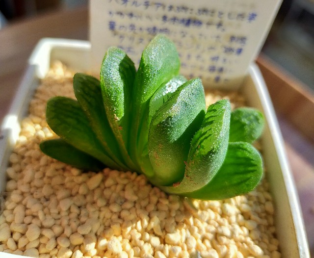 f:id:corohako:20201208192955j:image