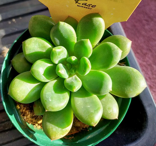 f:id:corohako:20201208193543j:image