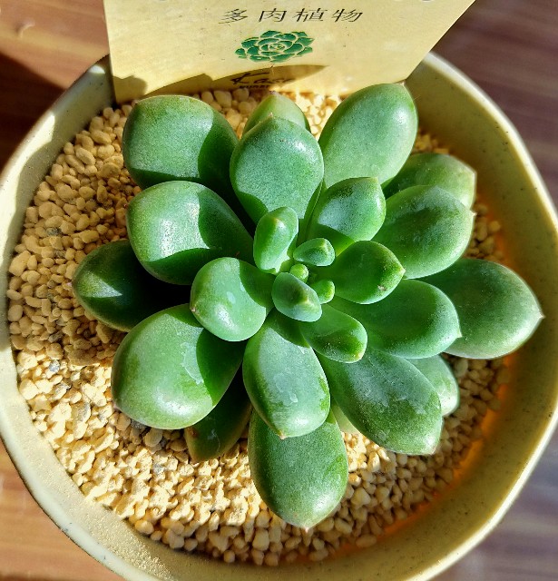 f:id:corohako:20201208193556j:image