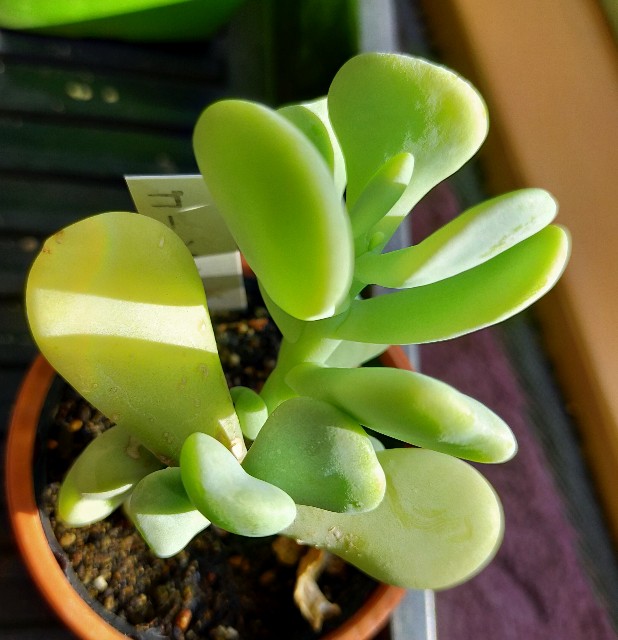 f:id:corohako:20201208193612j:image